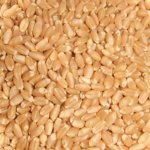 Premium MP Wheat - Sehore Sharbati